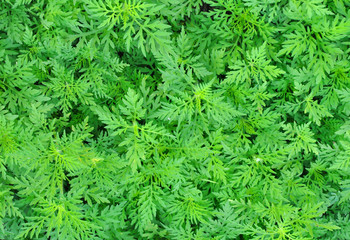 green grass nature background