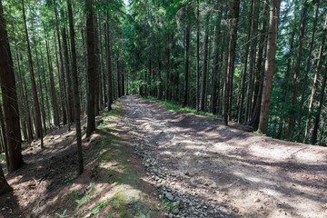 summer landscape pine forest