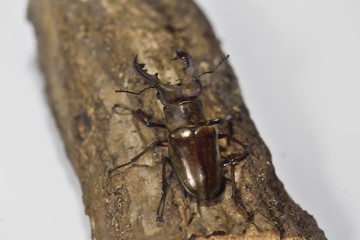 ミヤマクワガタ