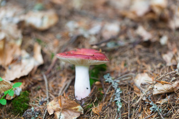 edible mushroom closeup