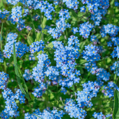 Flowers Forget-Me 