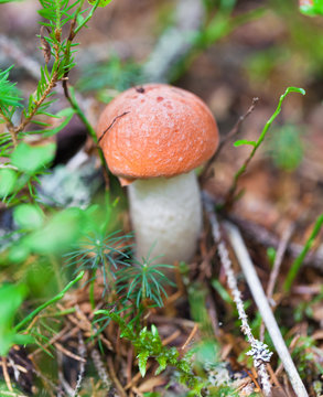edible mushroom closeup