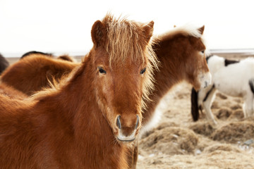 Portrait of an Icelandic pony with a brown mane