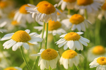 chamomile field