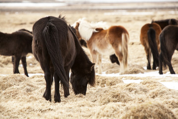 Herd of Icelandic ponies on a meadow in spring