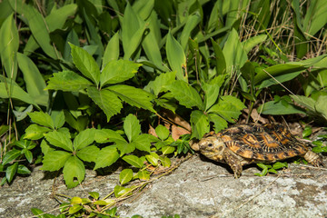 Pancake Tortoise
