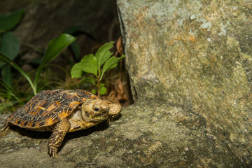 Naklejka premium Pancake Tortoise