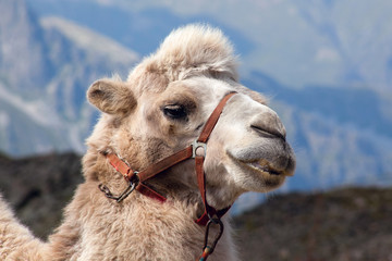Fototapeta premium Portrait of a camel