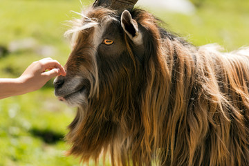 Mountain Male Goat and Human Hand. Brown and white billy goat with long fur and horns caressed by a...