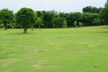 Whole green yard & trees  
