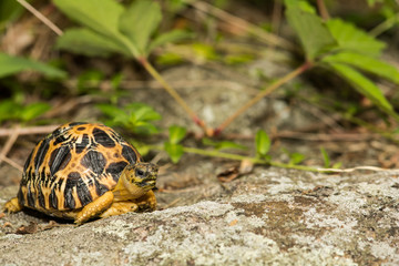 Radiated Tortoise