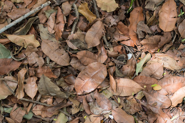 Dry leaf, backgroung