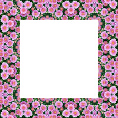 Beautiful flowers of chrysanthemums frame on white background