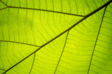 Fototapeta na wymiar green leaf veins background, abstract blur focus