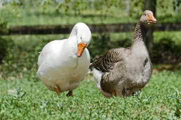Zwei Gänse