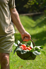 Campesino seleccionando cosecha de tomates frescos.Cultivo de tomates.