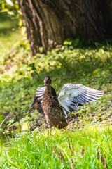 duck takes off