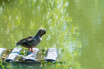 duck on the pond