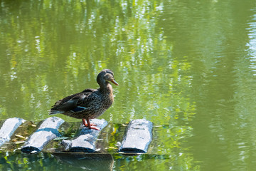 duck on the pond