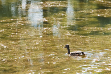 duck on the pond