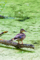 duck on the pond