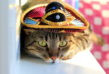 cat wearing a mexican sombrero hat