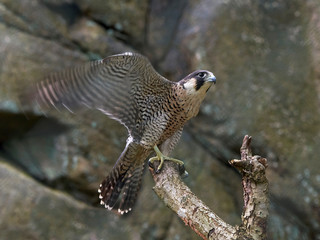 Peregrine falcon (Falco peregrinus)