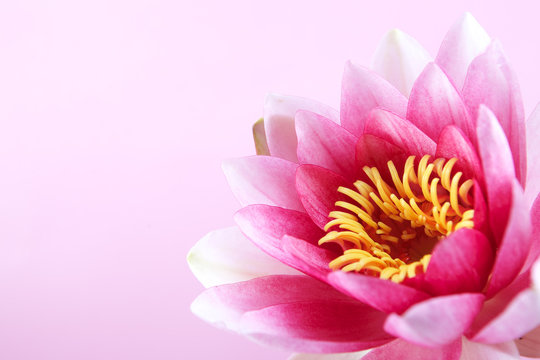 Fototapeta Water lily, lotus