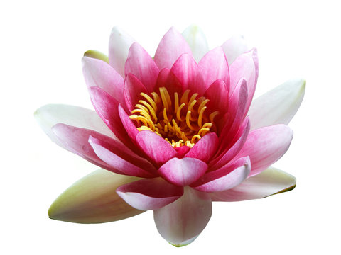Pink Lotus Flower isolated on white