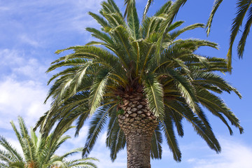 Palmenkrone