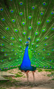 Fototapeta Portrait of beautiful peacock 