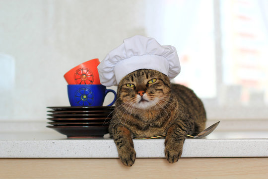 cat vhef wearing a chef hat