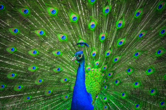 Fototapeta Portrait of beautiful peacock 