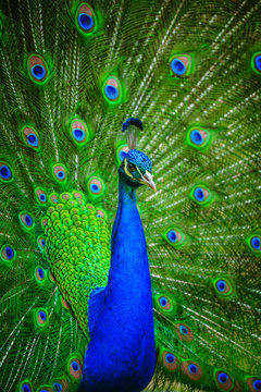 Fototapeta Portrait of beautiful peacock 