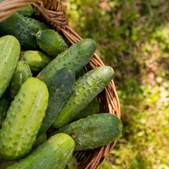 cucumbers