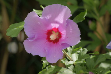 Hibiskusblüte © Darkage
