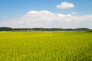 Fototapeta premium 田園風景