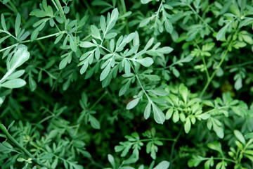 Rue herb plant