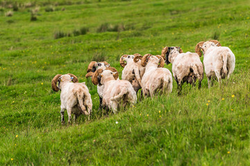 Fototapeta premium Sheep and lambs in the grasslands, Scotland