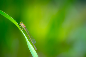 植物に停まって休むイトトンボ