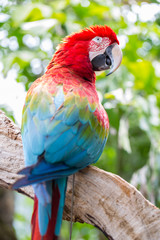 Colorful parrot, Macaw bird