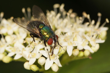 Greenbottle, Fly