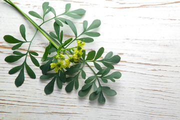 Rue herb plant. Lithuanian traditional plant