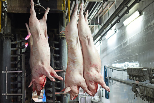 pork meat production