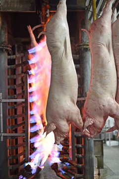carcasses of pigs are fired in a kiln