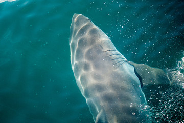 Naklejka premium Great white shark