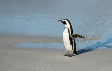 Obraz premium African penguin on the beach