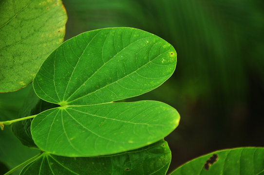 Fototapeta Shape of green leaf, Purple Bauhinia leaf