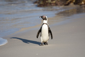 African penguin on the beach