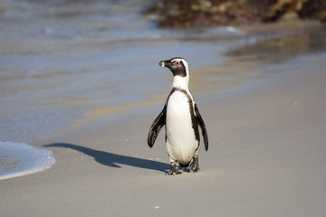 Obraz premium African penguin on the beach